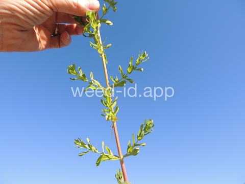 St. Johnswort, common
